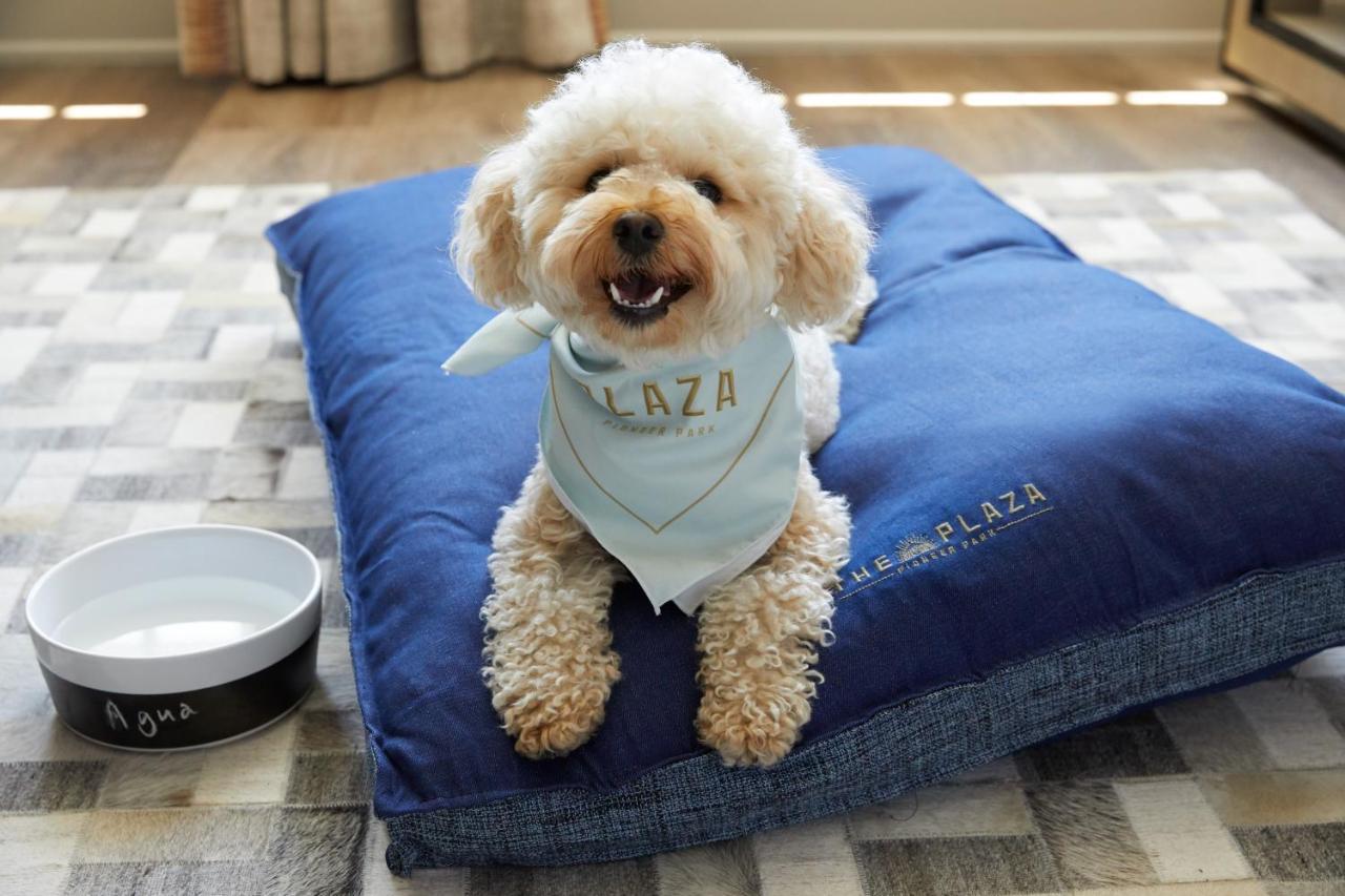 ザ プラザ ホテル パイオニア パーク エル・パソ エクステリア 写真 A dog on a dog bed